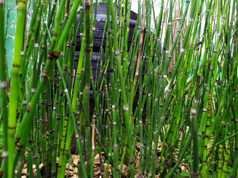 Bamboo Root Removal Costs — Cost of Bamboo Root Removal