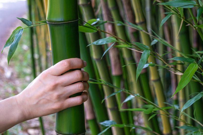 Bamboo Root Removal