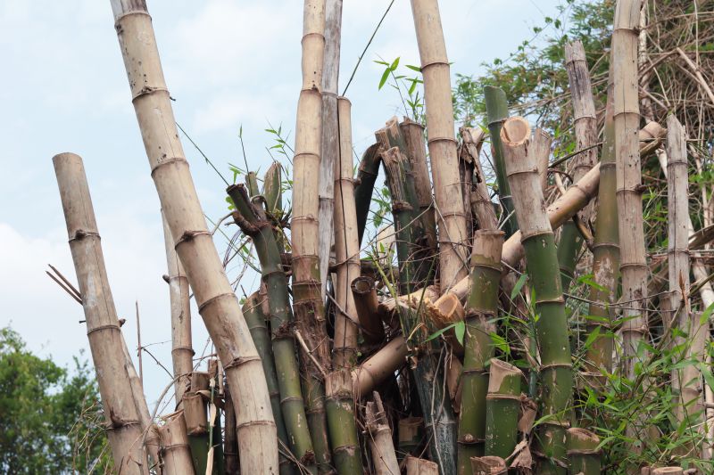 Bamboo Root Removal