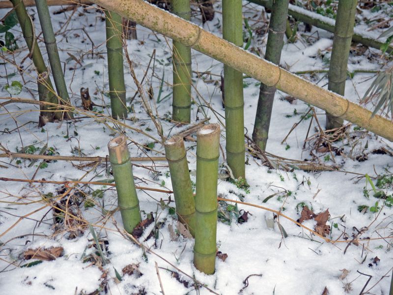 Bamboo Root Removal