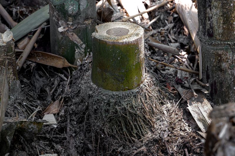 Bamboo Root Removal