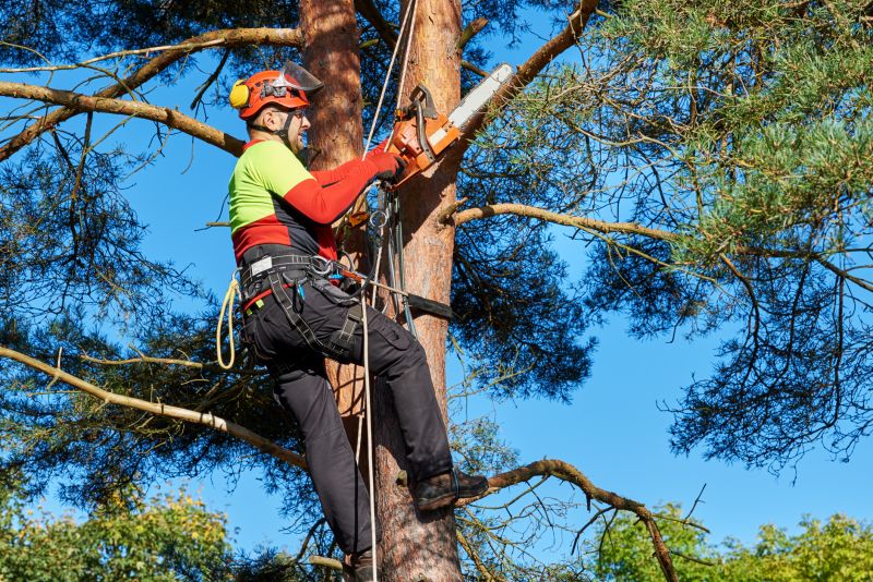 Experienced Arborists
