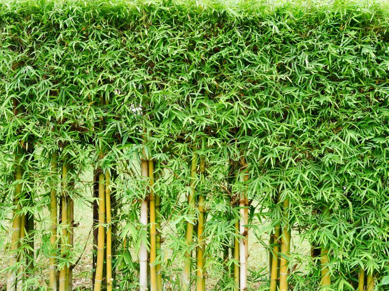 Specialized Bamboo Removal Firms